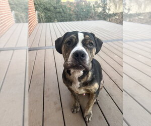 Bulldog-Staffordshire Bull Terrier Mix Dogs for adoption in MIDWAY, UT, USA