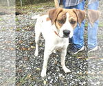 Small #10 Mutt