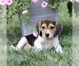 Beagle Puppy for sale in STRASBURG, PA, USA
