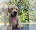 Small Photo #7 Labrador Retriever Puppy For Sale in CHATTANOOGA, TN, USA