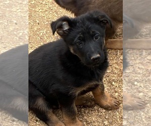 German Shepherd Dog Puppy for sale in NEWVILLE, PA, USA
