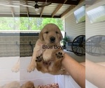 Small #3 Golden Retriever