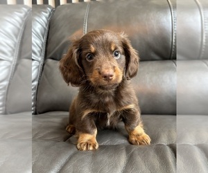 Dachshund Puppy for sale in FRANKLIN, IN, USA