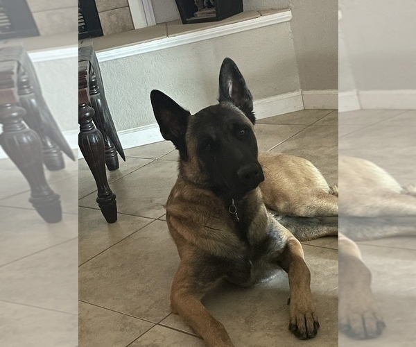 Medium Photo #1 Belgian Malinois Puppy For Sale in APPLE VALLEY, CA, USA