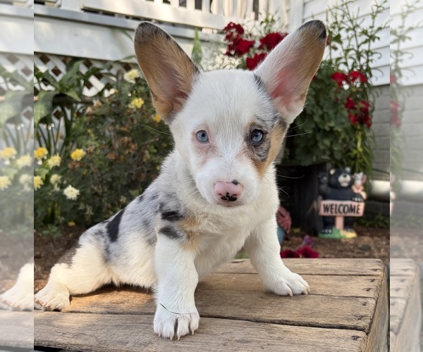 Medium Photo #3 Pembroke Welsh Corgi Puppy For Sale in MIDDLEBURY, IN, USA