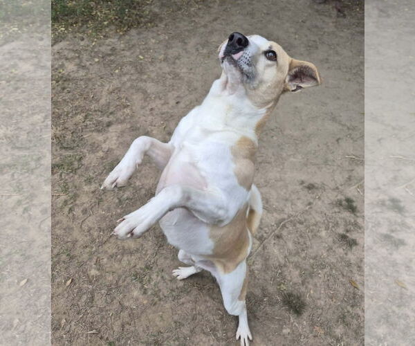 Medium Photo #4 Feist Terrier-Unknown Mix Puppy For Sale in Anniston, AL, USA