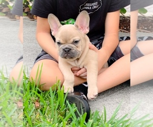 French Bulldog Puppy for sale in SUNRISE, FL, USA