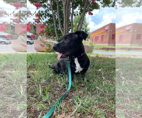 Medium Photo #5 Mutt Puppy For Sale in Derwood, MD, USA