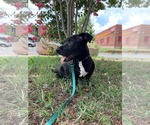 Small #4 Mutt