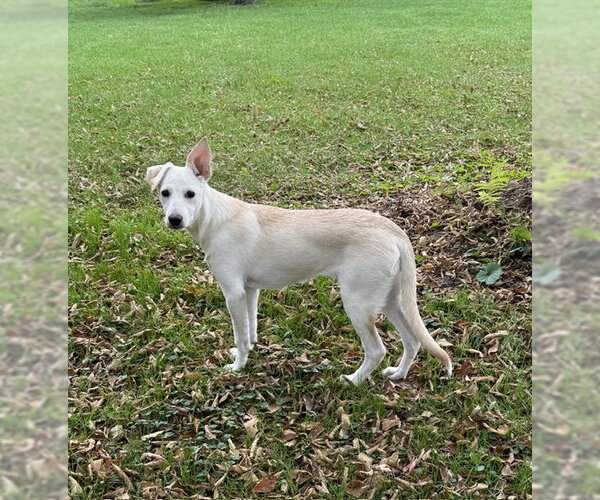 Medium Photo #3 Rat Terrier-Unknown Mix Puppy For Sale in Genesee, WI, USA