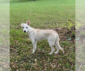 **LORI** - Female Rat Terrier-Unknown Mix Dog for Adoption - Photo #3