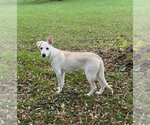 Small Photo #3 Rat Terrier-Unknown Mix Puppy For Sale in Genesee, WI, USA