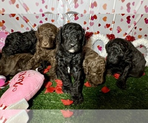 Poodle (Standard) Litter for sale in ALBUQUERQUE, NM, USA