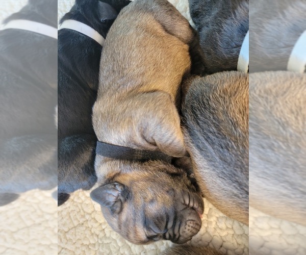 Medium Photo #2 Cane Corso Puppy For Sale in BUNCH, OK, USA