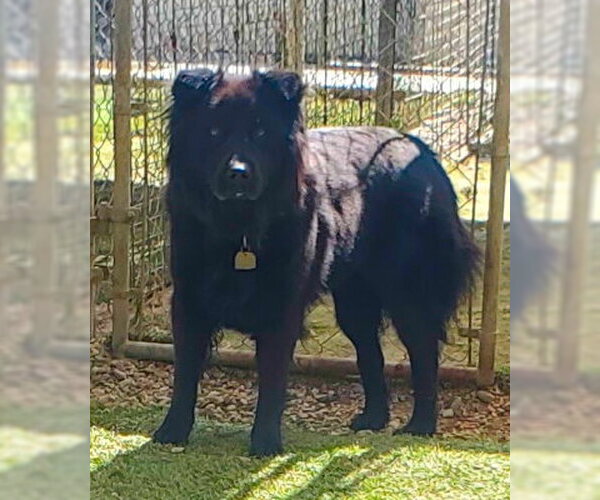 Medium Photo #1 Chow Chow Puppy For Sale in Ventura, CA, USA