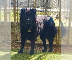 Chow Chow Dogs for adoption in Ventura, CA, USA