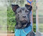 Small #3 French Bulldog Mix