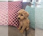 Small Photo #3 Australian Labradoodle Puppy For Sale in FLORENCE, AL, USA