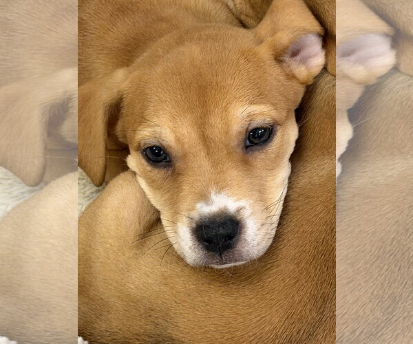 Medium Photo #1 Labrador Retriever-Unknown Mix Puppy For Sale in The Woodlands, TX, USA