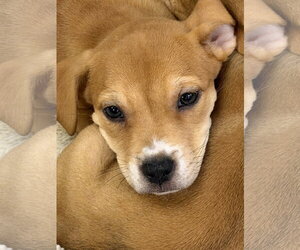 Labrador Retriever-Unknown Mix Dogs for adoption in The Woodlands, TX, USA