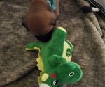 Small #16 Rhodesian Ridgeback