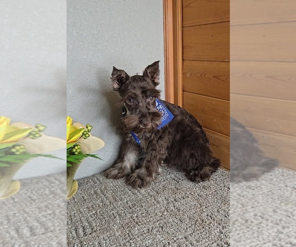 Medium Photo #4 Schnauzer (Miniature) Puppy For Sale in JASONVILLE, IN, USA