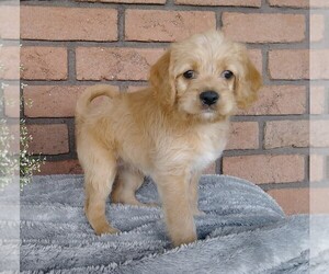 Labradoodle-Poodle (Miniature) Mix Puppy for sale in FREDERICKSBG, OH, USA