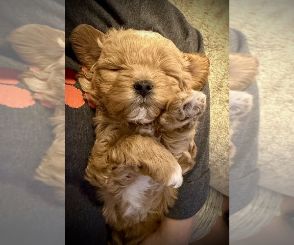 Medium Photo #1 ShihPoo Puppy For Sale in ANDERSON, SC, USA