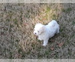 Small Photo #16 Maltese Puppy For Sale in ROSWELL, GA, USA