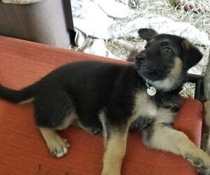 German Shepherd Dog Puppy for sale in BUCKNER, MO, USA