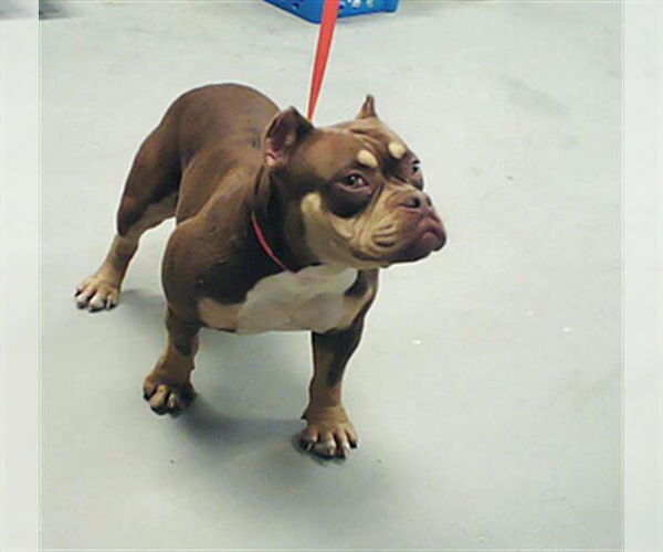 Medium Photo #1 Mutt Puppy For Sale in Fayetteville, NC, USA