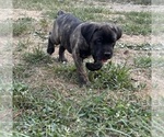 Small #4 Cane Corso-Daniff Mix