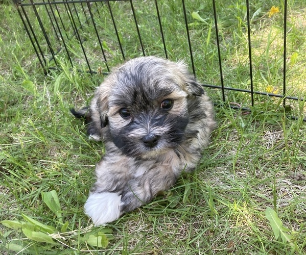 Medium Photo #1 Coton de Tulear Puppy For Sale in RUBICON, WI, USA