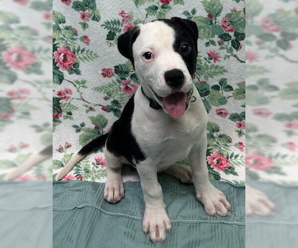Medium Photo #3 American Bulldog-Unknown Mix Puppy For Sale in Wetumpka, AL, USA