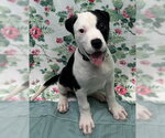 Small #2 American Bulldog Mix
