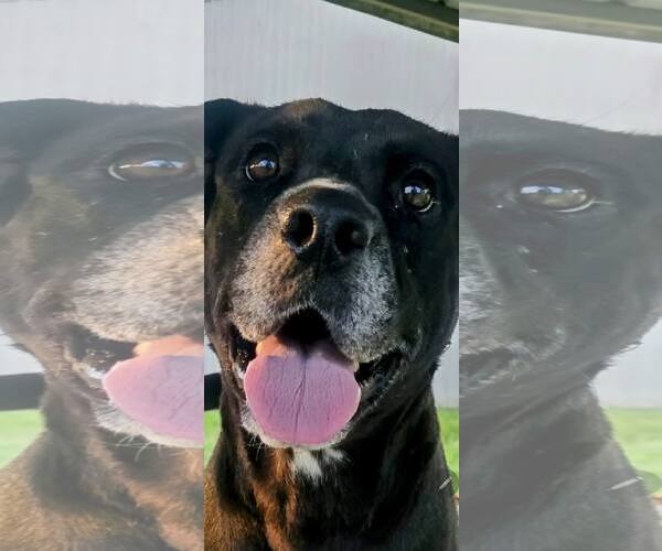 Medium Photo #3 Labrador Retriever Puppy For Sale in Oakhurst, NJ, USA