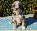 Small Photo #20 Goldendoodle (Miniature) Puppy For Sale in PLACERVILLE, CA, USA