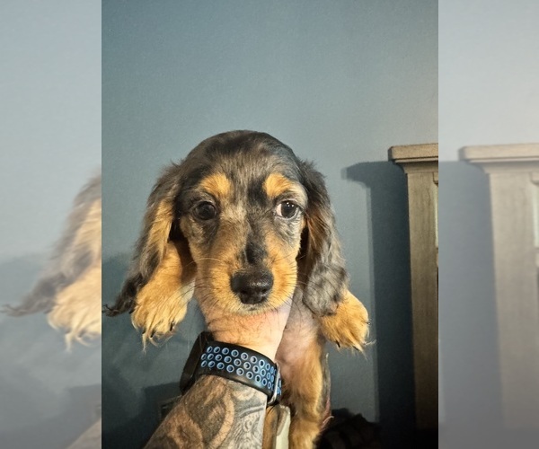 Medium Photo #1 Dachshund Puppy For Sale in HATBORO, PA, USA