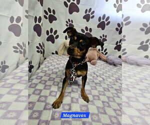 Chiweenie Dogs for adoption in Metairie, LA, USA