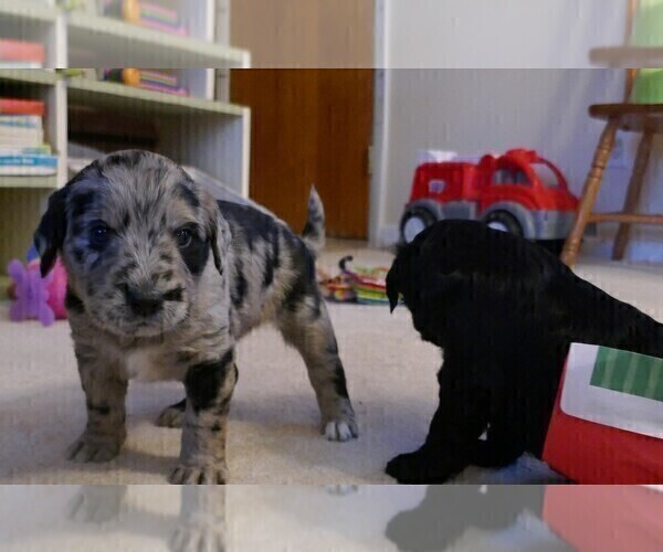 Medium Photo #5 Labradoodle Puppy For Sale in ALBUQUERQUE, NM, USA
