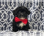 Small Photo #1 Morkie-Poodle (Miniature) Mix Puppy For Sale in LAKELAND, FL, USA
