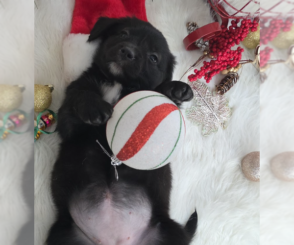 Medium Photo #4 Mutt Puppy For Sale in Brooklyn, NY, USA