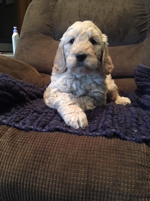 Medium Photo #1 Goldendoodle Puppy For Sale in LEBANON, IN, USA