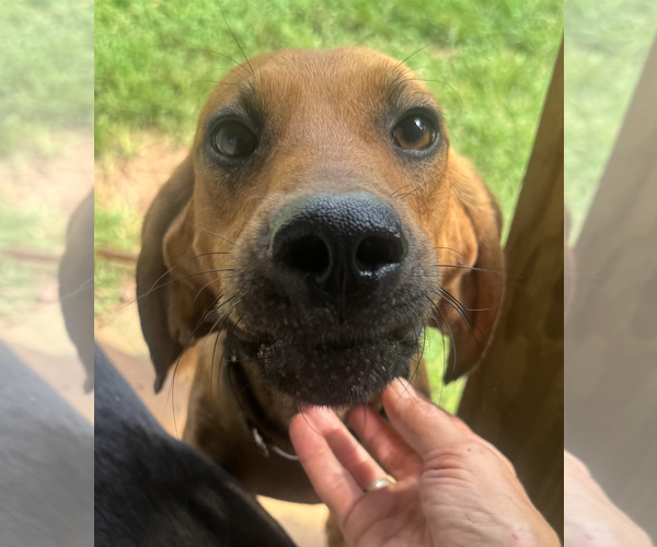 Medium Photo #1 Coonhound-Unknown Mix Puppy For Sale in Decatur, GA, USA