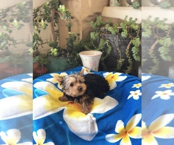 Medium Photo #6 Yorkshire Terrier Puppy For Sale in LOS ANGELES, CA, USA