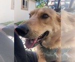 Small #2 German Shepherd Dog-Great Pyrenees Mix