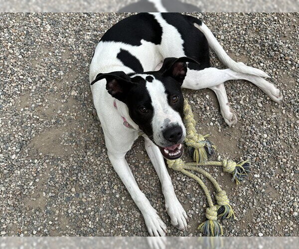Medium Photo #1 Mutt Puppy For Sale in Ames, IA, USA