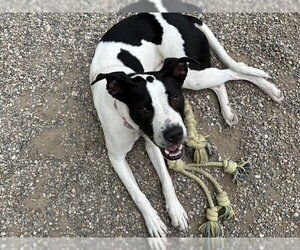 Mutt Dogs for adoption in Ames, IA, USA