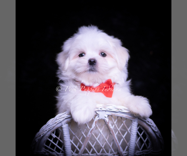 Medium Photo #6 Maltese Puppy For Sale in WARSAW, IN, USA