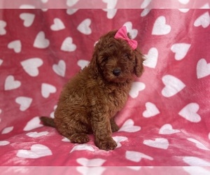 Goldendoodle (Miniature) Puppy for sale in LAKELAND, FL, USA